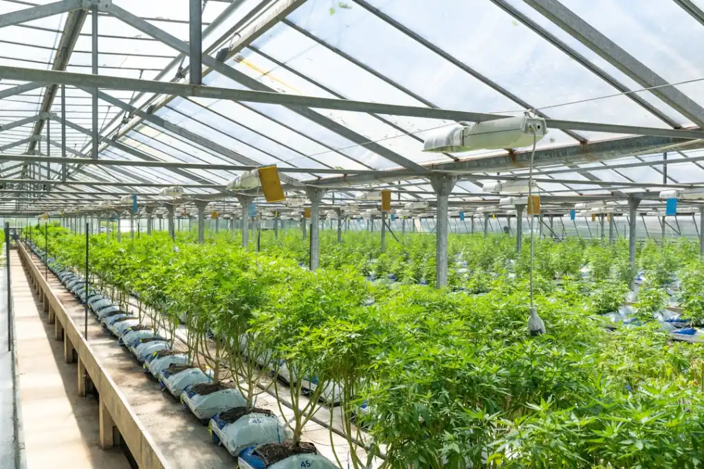 重庆办公族肩颈疲劳的经络养生调理方案与芳香理疗应用