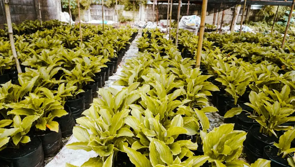 芳香理疗与精油推背技术在美容美体中的应用对比研究